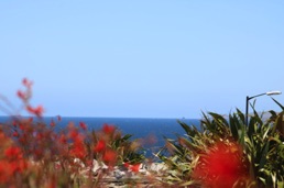 View over the top of Lusty Glaze Beach